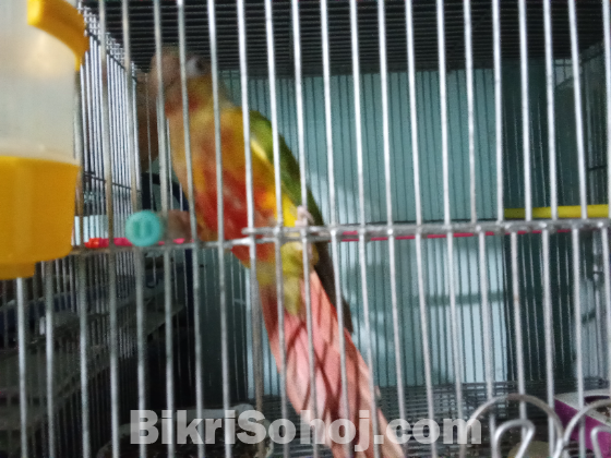 Pineapple conure(Double rate factor)